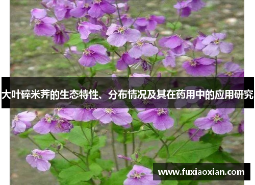 大叶碎米荠的生态特性、分布情况及其在药用中的应用研究